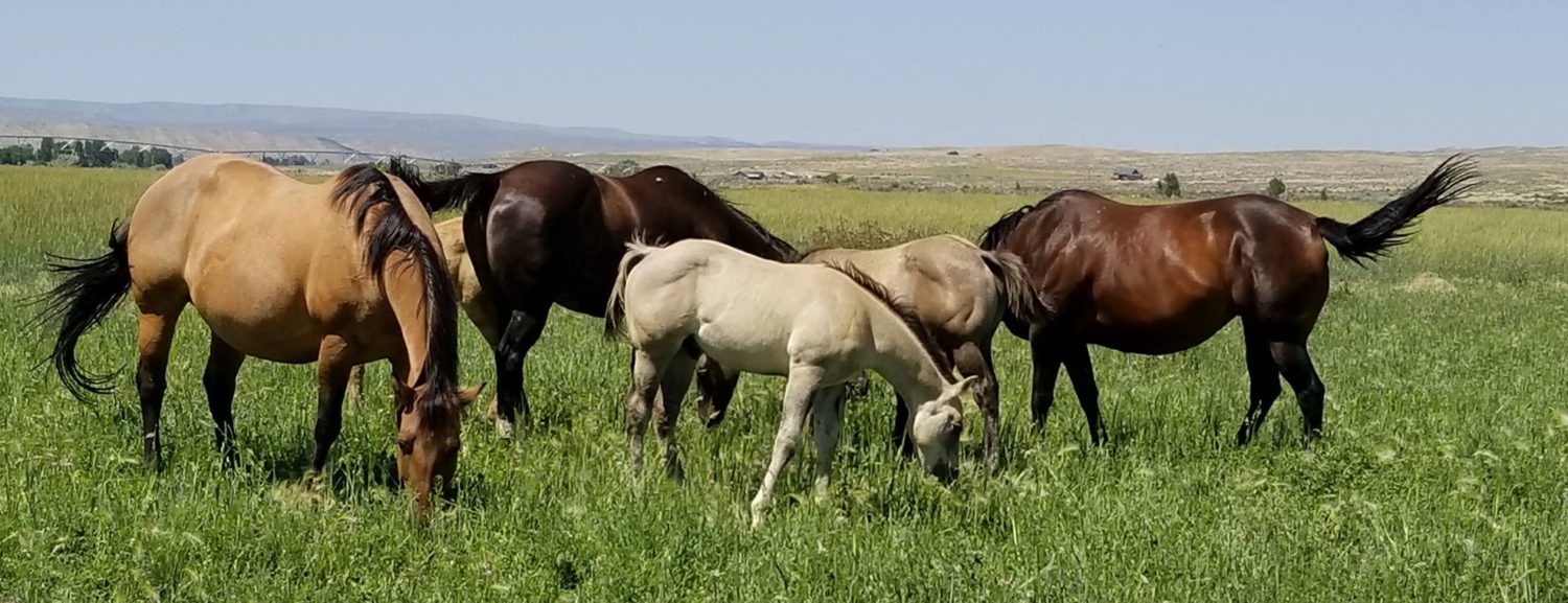 Trinitas Ranch Quarter Horses