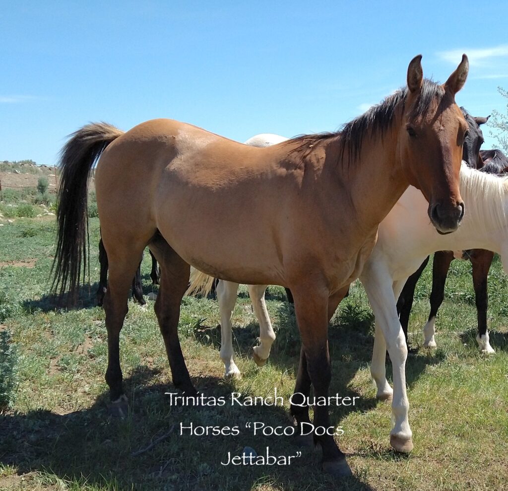 poco docs jettabar 2019 gelding for sale at Trinitas Ranch Quarter Horses